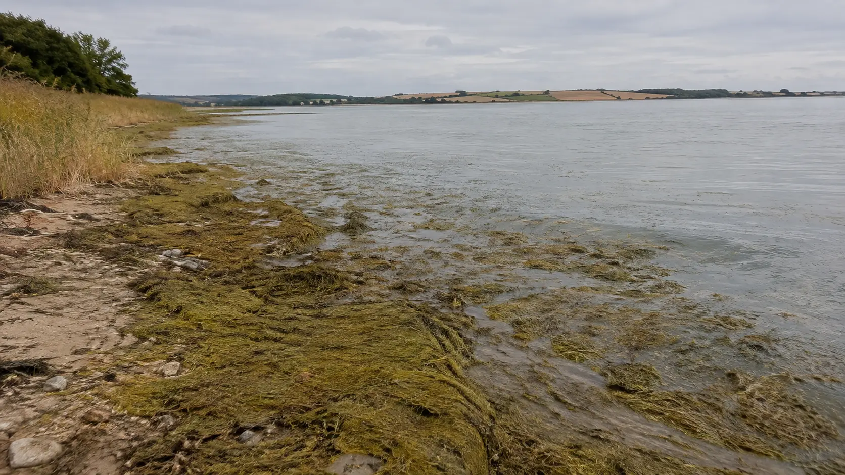 Dansk fjord og havmiljø